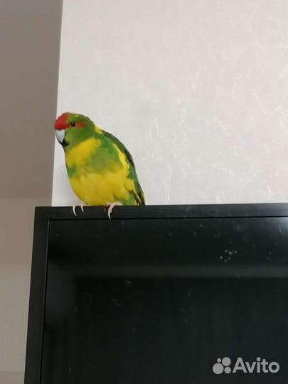 Попугай Какарик