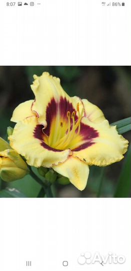 Лилейники сортовые