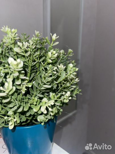 Искуственное растение,fejka IKEA