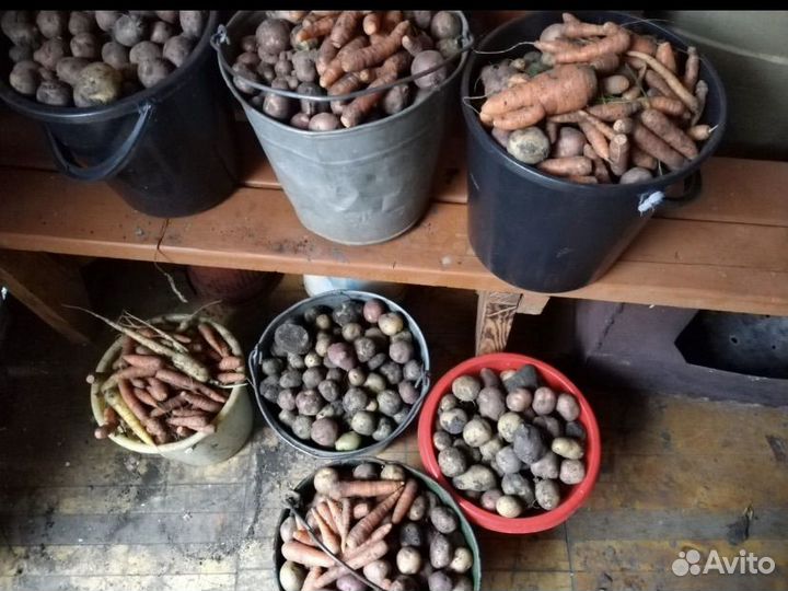 Мелкая картошка