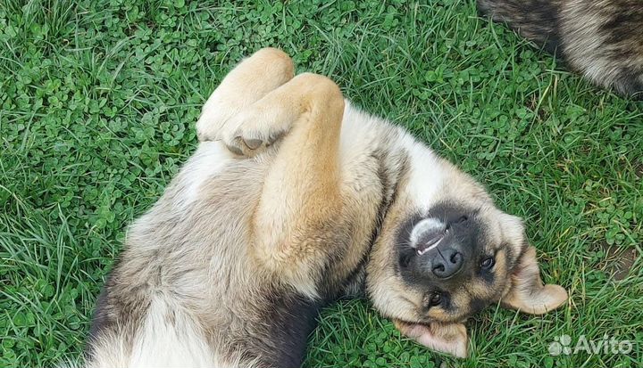 Собака умная ласковая 5 мес