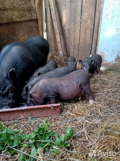 Свиньи вьетнамской вислобрюхой
