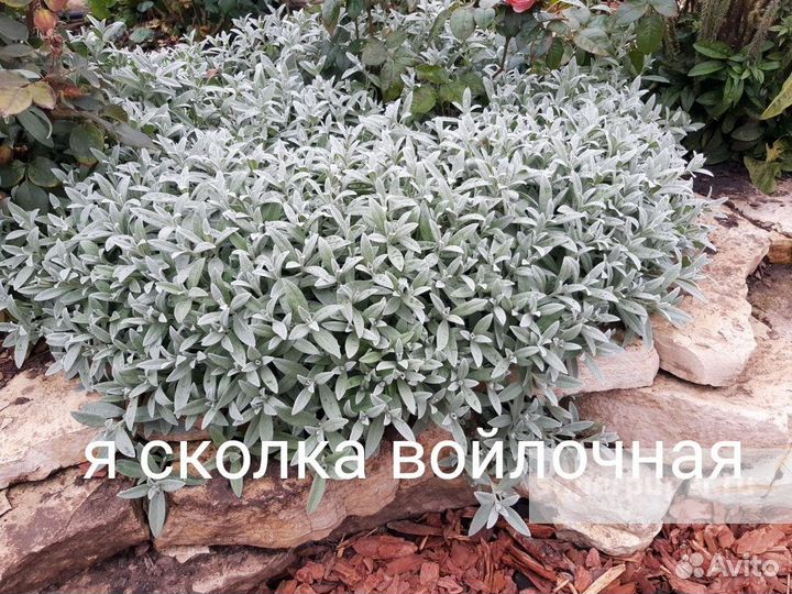 Серебристые растения для сада. Гайва. Алешиха