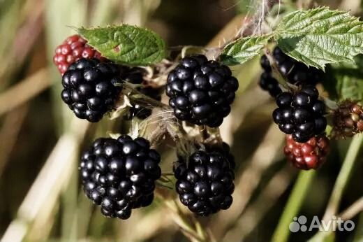 Ежевика и другие садовые растения