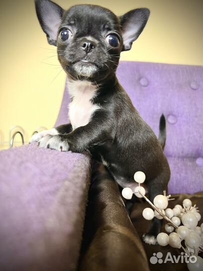 Щенки чихуахуа