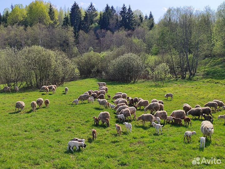 Катумские овцы с ягнятами