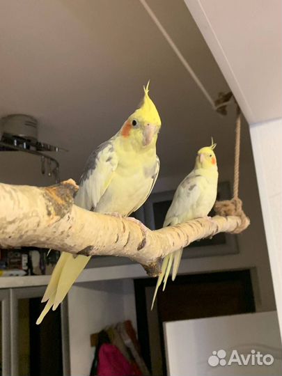 2 попугая с клеткой