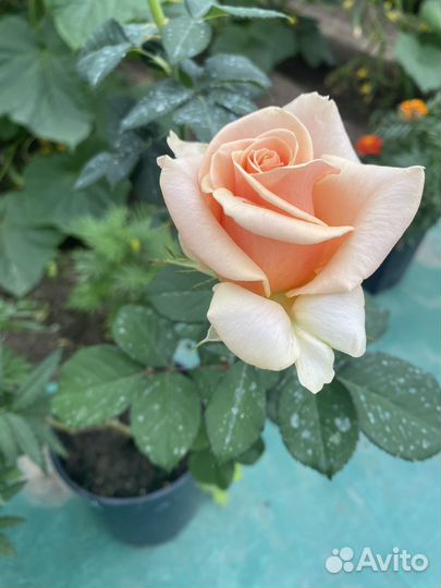 Рассада овощей и цветов в большом ассортименте