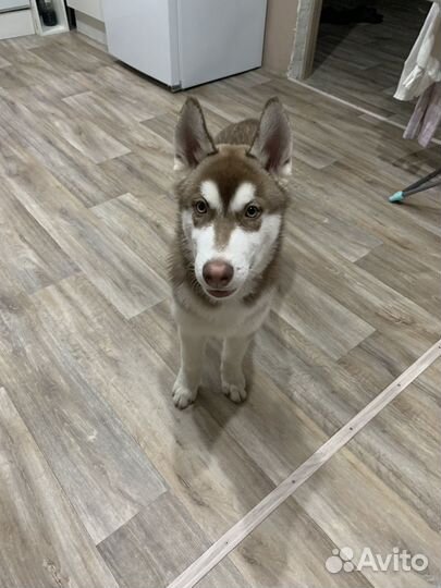 Щенки хаски