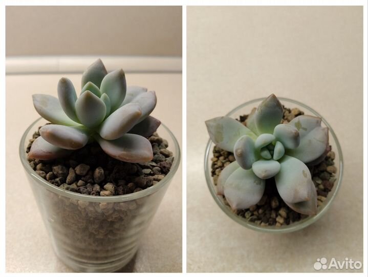 Суккуленты, эхеверия, граптоверия, пахиверия