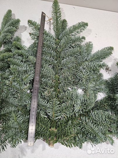 Ветки нобилис