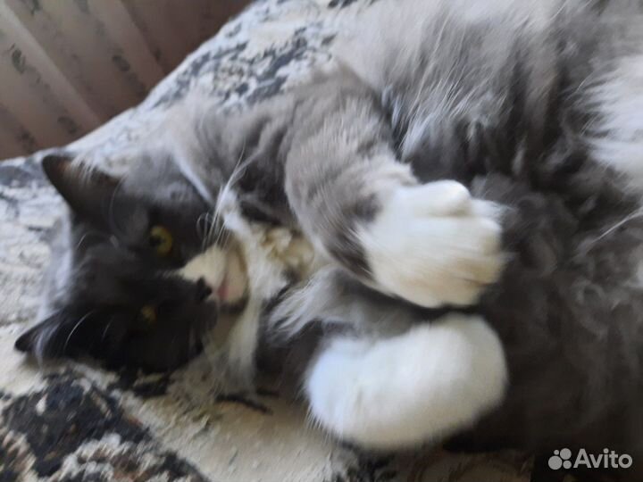Кошка в добрые руки