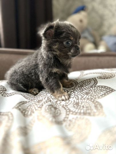 Чихуахуа мальчик