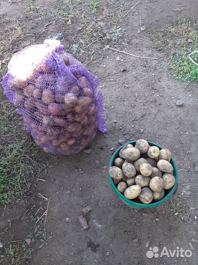 Мелкий картофель на корм животным