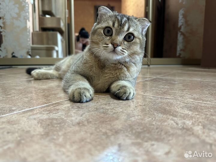 Шотландский котёнок