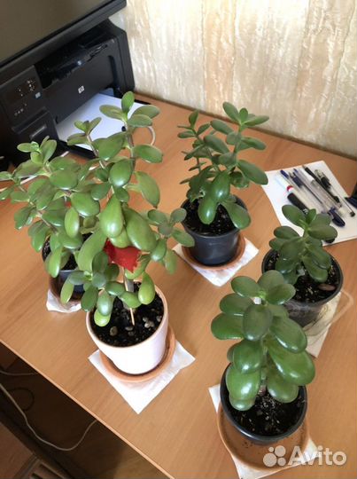 Толстянка денежное дерево