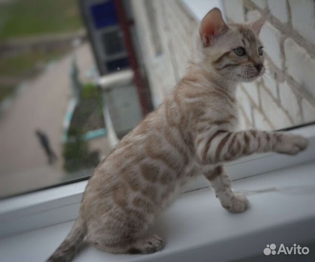 Бенгальские котята