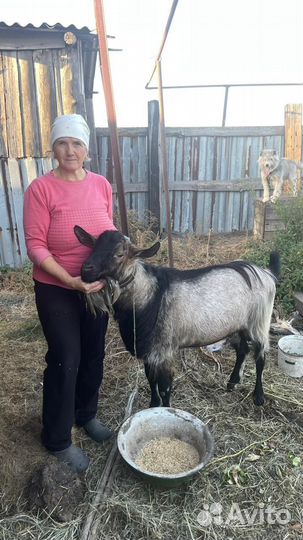 Козел альпийский