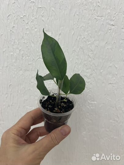 Фикус бенджамина регидан