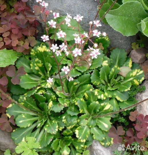 Многолетники: ирисы, гейхера, наперстянка и др