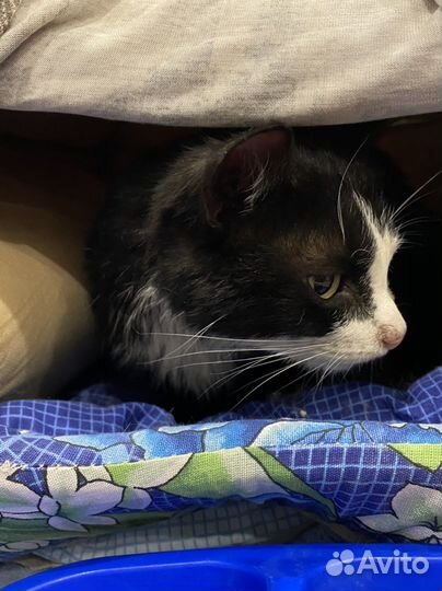 Найдена кошка