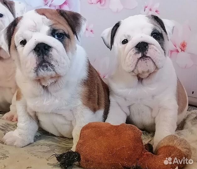 Очень красиаые девочки