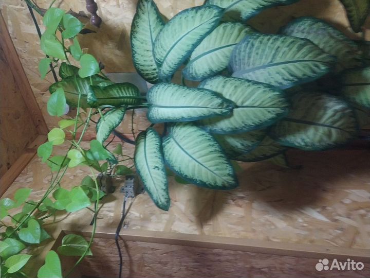 Диффенбахия