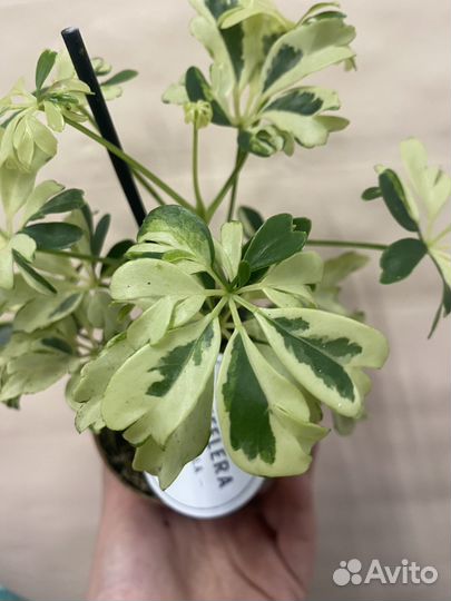 Шефлера жанин