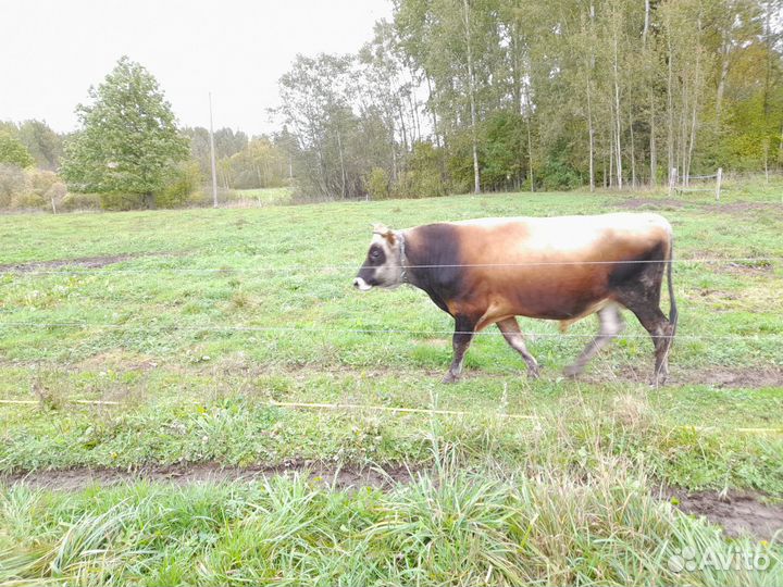 Продаются коровы