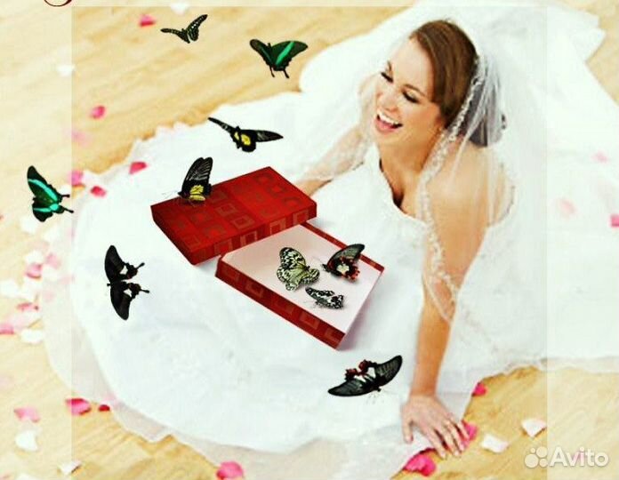 Франшиза Салюты из Живых Тропических Бабочек 2413