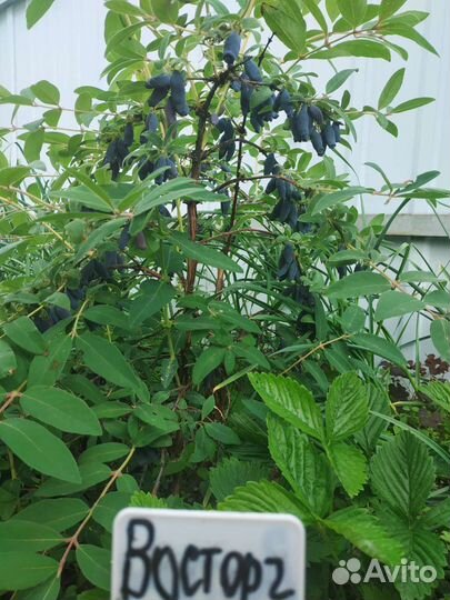 Саженцы жимолости