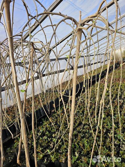 Шелковица-тутовник