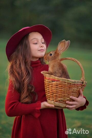 Кролики / аренда / продажа