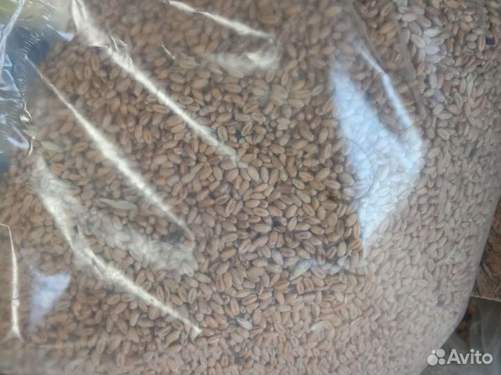 Зерносмесь, пшеница, овес, отруби, жом
