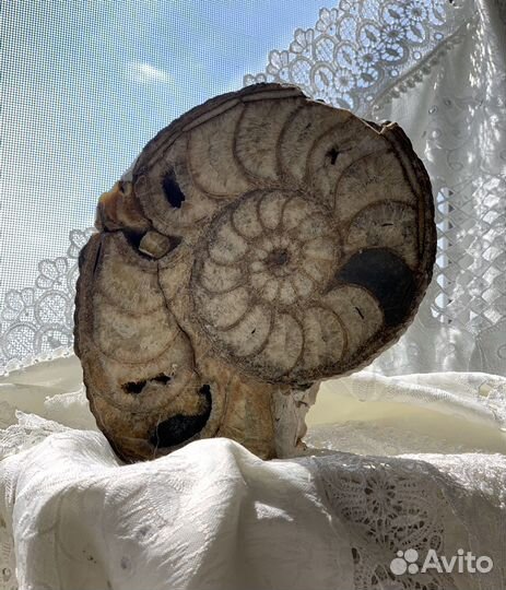 Аммонит. Окаменелости