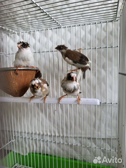 Японские амадины