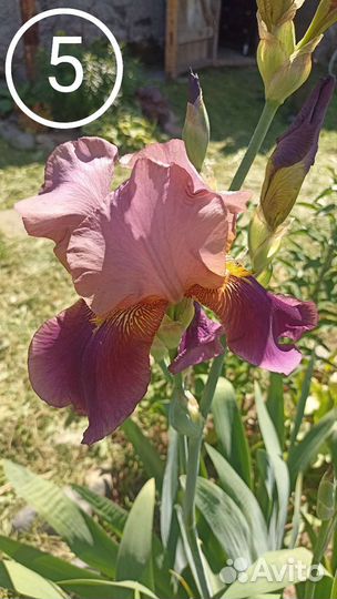 Лилия, ирисы, гейхеры, хосты