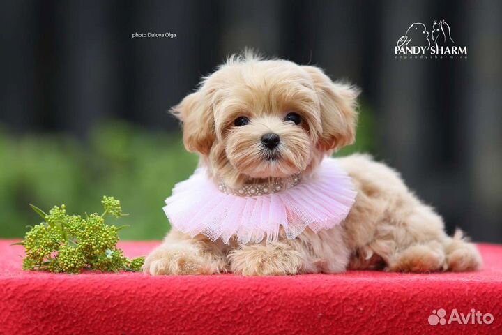Мальтипуф1 Корея тип. Эксклюзив