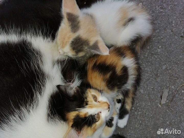 Кошки бесплатно