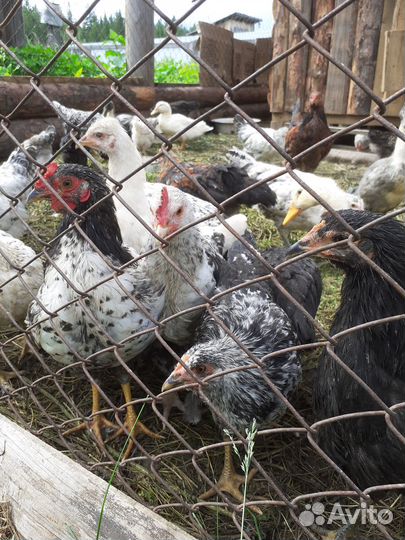 Куры молодки