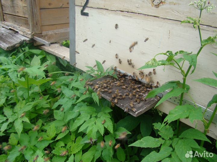 Продаю ульи для пчел