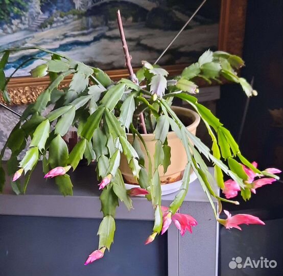 Декабристы в ассортименте