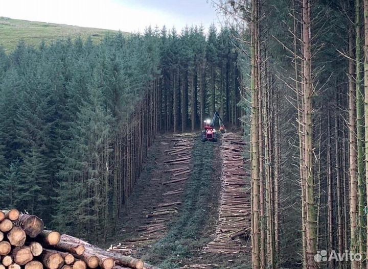 Готовый лесозаготовительный бизнес