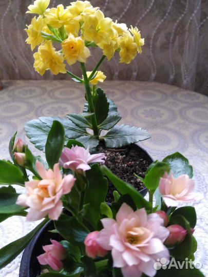 Каланхоэ