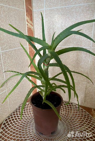 Алоэ лечебный