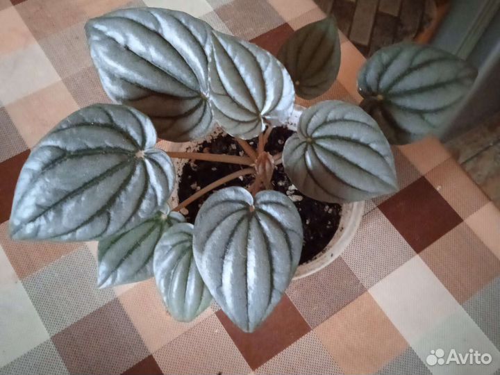 Комнатные растения