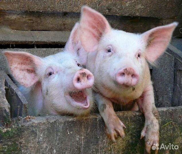 Поросенок ландрас