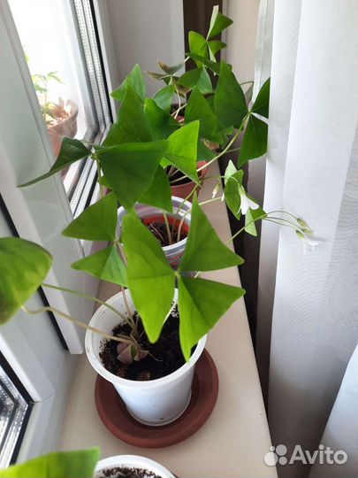 Оксалис зеленый Кислица Бабочки Клевер