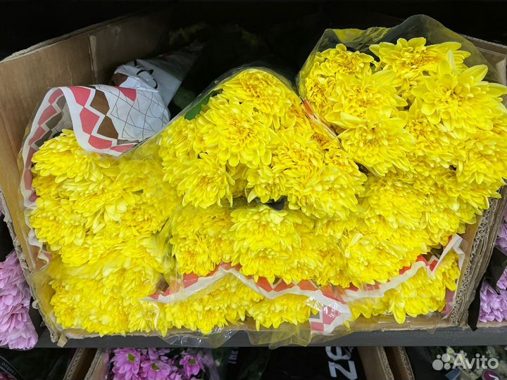 Хризантемы букет 7 15 25 51