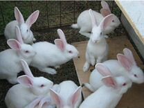 Кролики белые паноны